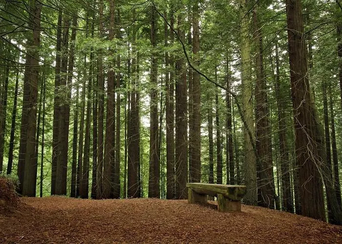 Secuoya Cabezón de la Sal